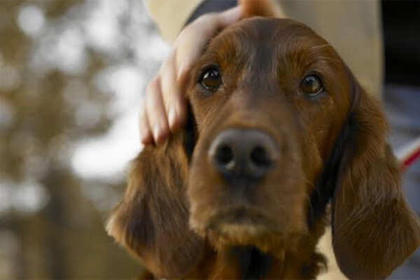 6 reasons you should adopt a pet