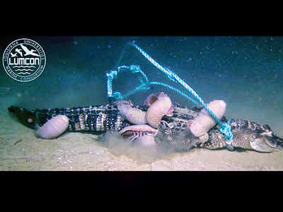 Scientists place dead alligator at sea bottom, see if fish eat it