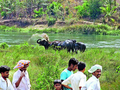 Human-animal conflict: Citizens call for peace