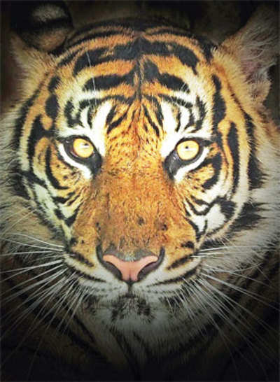 Tiger conservation efforts hit as Centre slashes funds