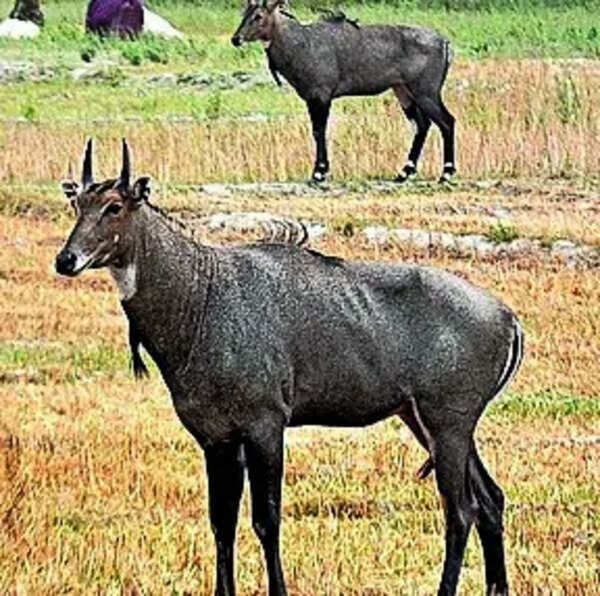 Nilgai hacked to death for meat consumption in Chhattisgarh's Mahasamund, two held
