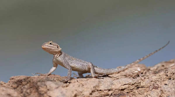 Agamas         