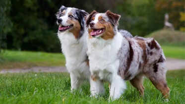 10 most popular dog breeds in Canada​