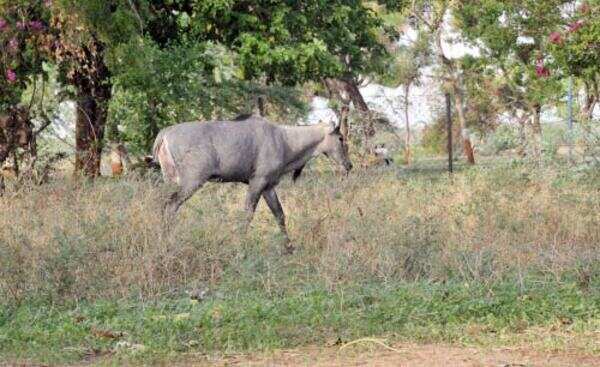 Unruly nilgais on dangerous bull run