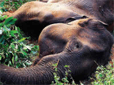 Poacher had tutored his son how to kill elephants
