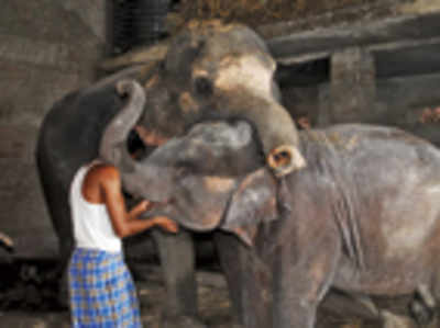 Wanted: nannies to look after jumbos
