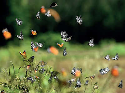Bengaluru butterfly population plummets due to environmental threats