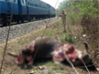 Now, a railway threat to wildlife near Dandeli