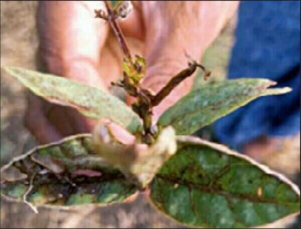 Strange pest eating up black gram crops in Andhra Pradesh