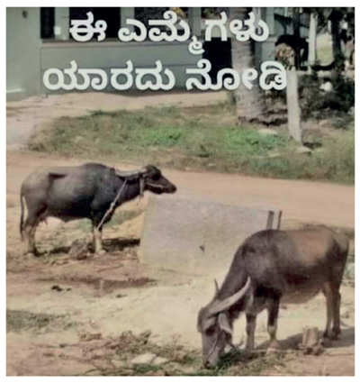 Karnataka: Thanks to FB, farmer gets his buffaloes back