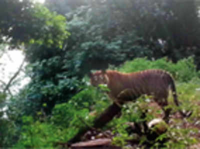 Stalking tiger and 2 crouching humans of Chikkamagaluru