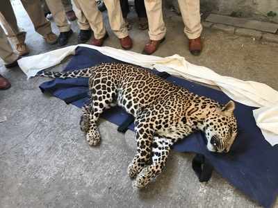 Four-year-old leopard found dead in Yeoor range of SGNP
