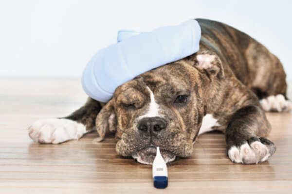 How to make your pet swallow a pill
