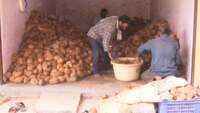 Covid-19, lockdown restrictions hit coconut market in Bengaluru 
