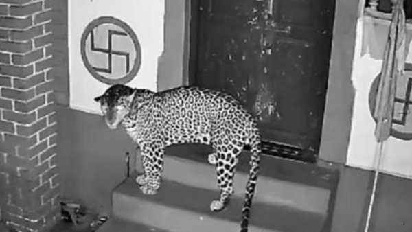 Panic in Wadem-Priol after leopard spotted at front door of house.