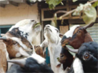 Goat milk from Bagalkot to B’lore