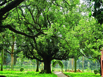 Tighten Cubbon Park security, say walkers