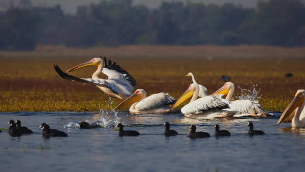 5 wetlands in North India to visit before the winter migratory season ends