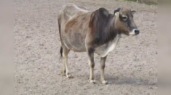 Miniature Zebu