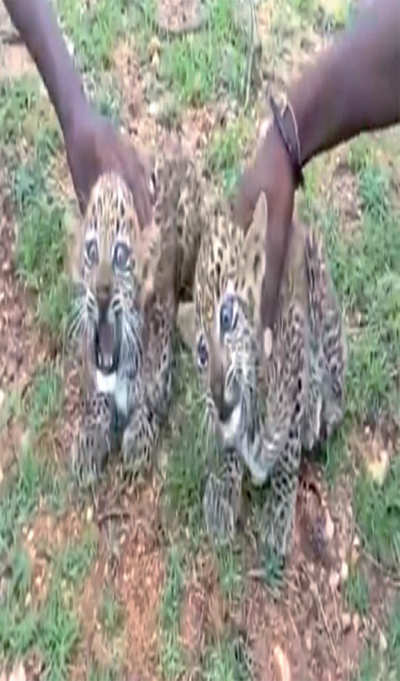 Watch: Leopard cubs video has Karnataka forest department in a spot