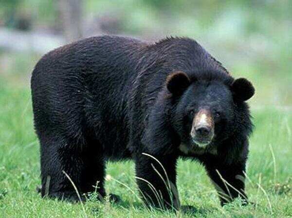 Indore zoo's oldest bear Sonu euthanized after long illness