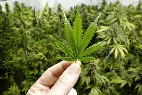 Three arrested with over 3kg ganja in Coimbatore