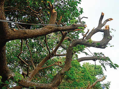 Transporters, desilting experts, road builders win bids to prune trees