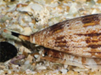 Sleep-inducing drug found in purified cone snail venom