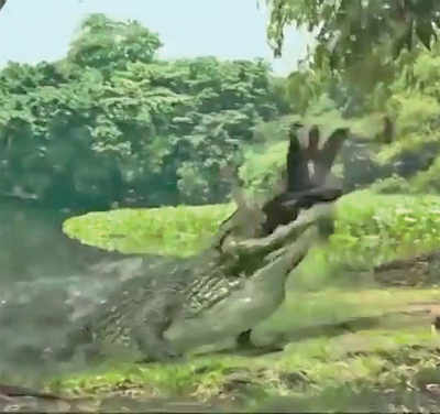 Fake News Buster: Girl eaten by crocodile while taking a picture?