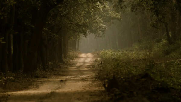 A tiger from Jim Corbett that haunted me for months: There's so much more in National Parks that we fail to see