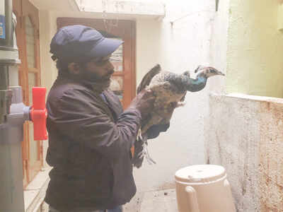 Peafowl rescued in Bengaluru