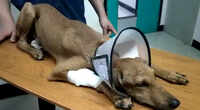 Chennai: Shoddy animal birth control programme leaves stray dog bleeding on road 