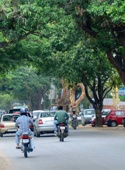 190 trees face the axe, but no signs of replacing them