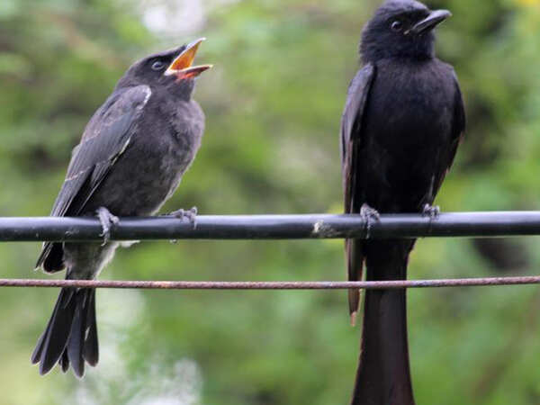 Capturing wildlife sounds to tell an ecological story