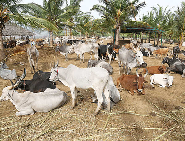 Political talk in Alwar veers towards cows