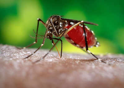 DRDO’s dengue killer gets new lease of life
