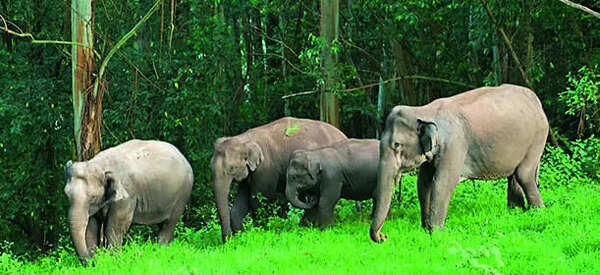 Wild elephants halt traffic on Tirumala Ghat Road