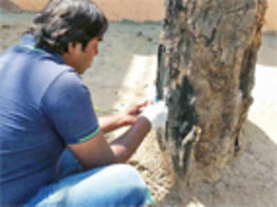 Volunteers take up the task of reviving poisoned trees