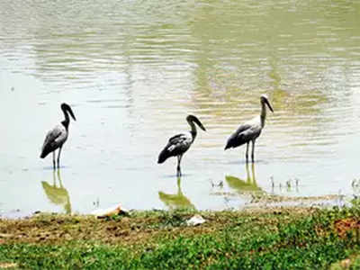 Forest Dept warns locals to not hunt birds at lakes
