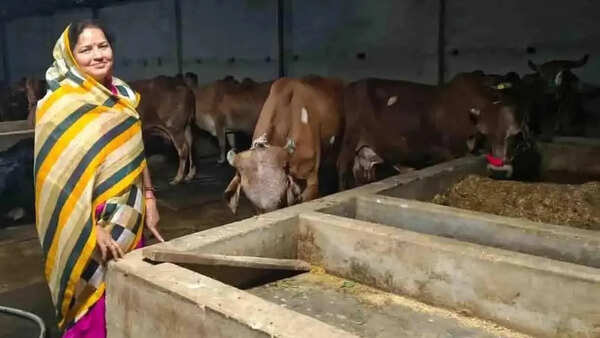 From 6 cows to 35: Prayagraj woman emerges as leading cattle breeder in region at 60