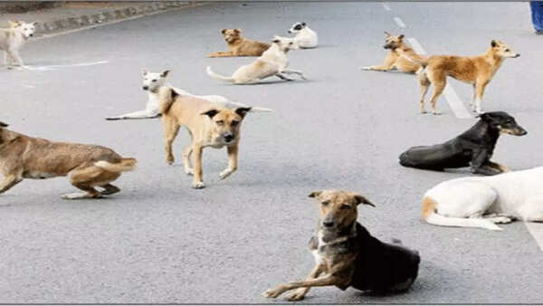 Nilgiris to get animal birth control centre