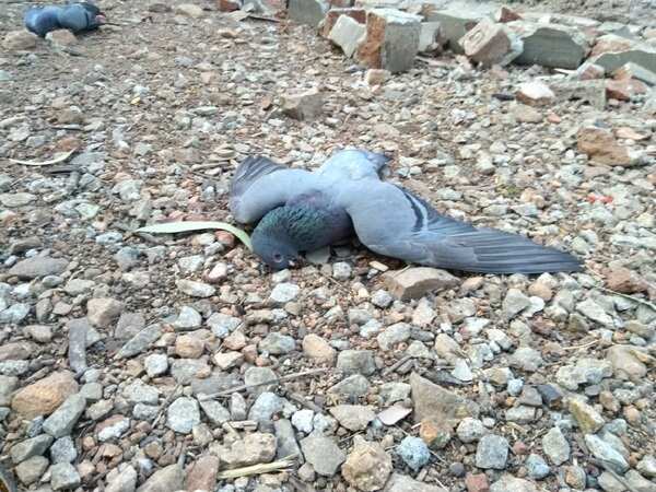 Over 50 pigeons die of suspected poisoning in Basavanagudi