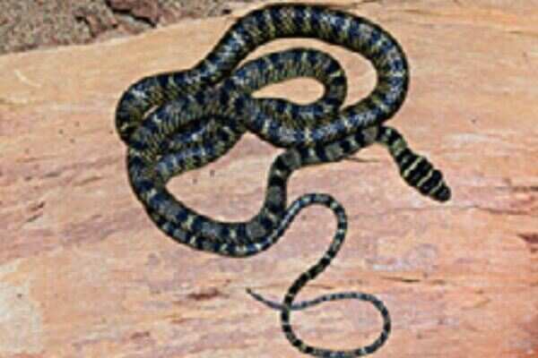 Rare flying snake spotted in Hyderabad
