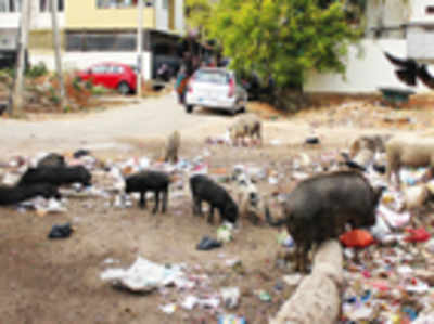 Illegal pig-rearing in the city causing brain fever, health department claims