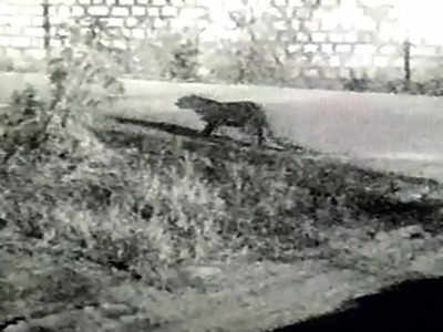 Leopard spotted on Rail Wheel Factory Campus