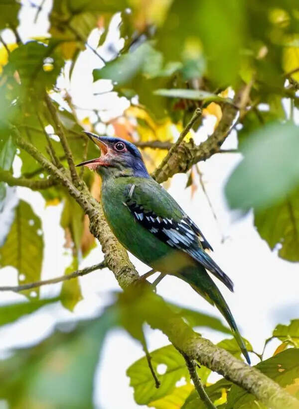 Poll duty takes toll on birders, hits Bengal’s summer avian count