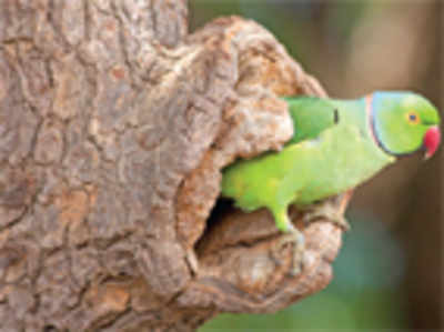 Amid the swarm of humans, a conclave of parakeets