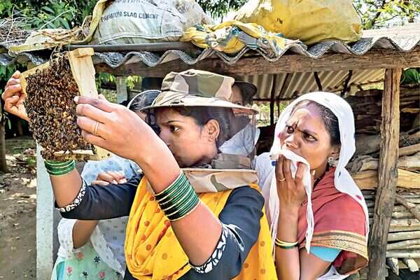 Bees bring honey and money to poor villages north of Mumbai