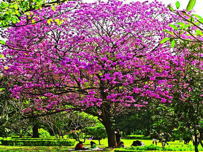 Cubbon Park trials traffic on weekend for 3 months