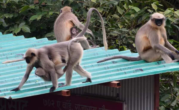 Maharashtra govt doubles rate of capturing nuisance-causing monkeys from Rs 300 to Rs 600